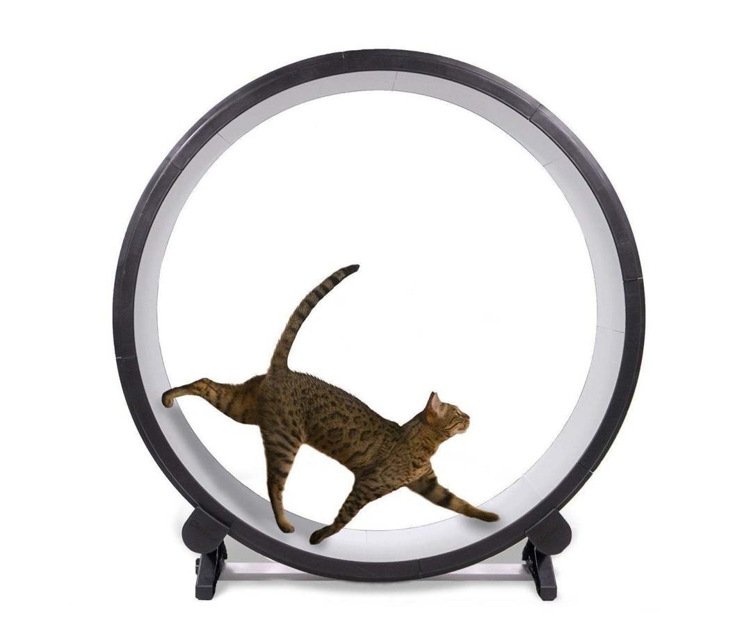 2025 One Fast Cat Rueda de Ejercicio para Gatos de 48′′, Cinta de Correr para Gatos
